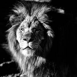 Lion portrait BW by Flees Photos