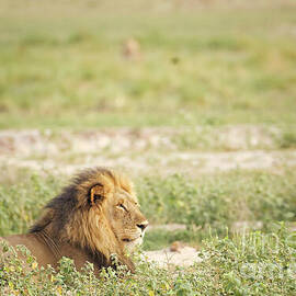Lion Resting in the Grass by Natural Focal Point Photography