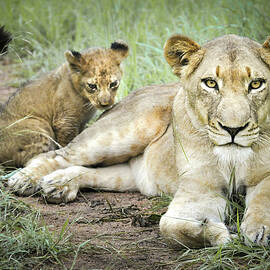 Lioness and Cub 1 by Rebecca Herranen
