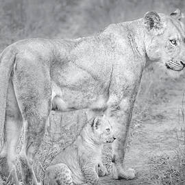 Lioness and Cub Near Kruger National Park, on the Sabi Sands Reserve by Rebecca Herranen