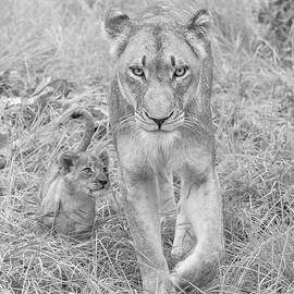 Lioness and Cub Walking by Rebecca Herranen