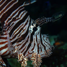 Lionfish profile by Brian Weber
