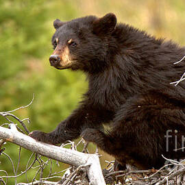 Listening In The Tree Tops Crop by Adam Jewell