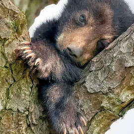 Little Bear Big Paws 4350 by Dan Beauvais