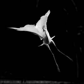 Little Blue Heron 31A by Sally Fuller