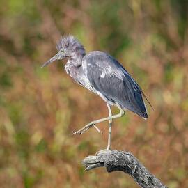 Little Blue Heron 50B by Sally Fuller