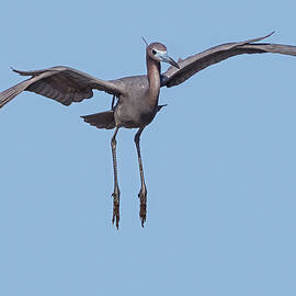 Little Blue Heron II by Susan Candelario