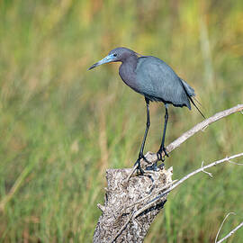 Little Blue Heron Perched  by Debra Martz