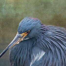 Tri Colored Heron by Rebecca Herranen