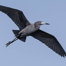 Little Blue Heron by Susan Candelario