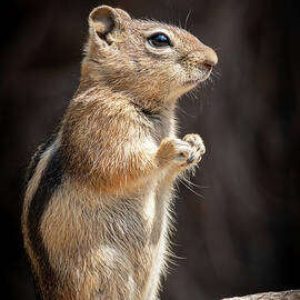 Little Chippy by Jon Snyder