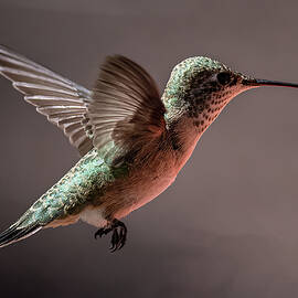 Little Hummer by Jon Snyder