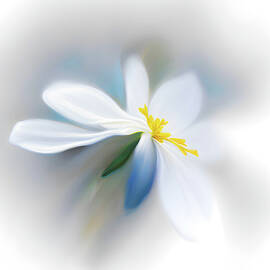 Little White Flower by Ursula Abresch