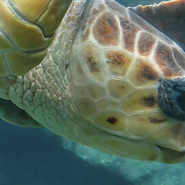 Loggerhead Sea Turtle by Rebecca Herranen