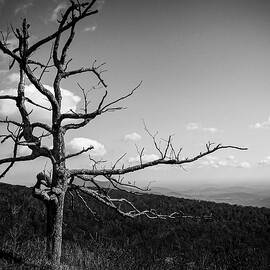 Lone Bare Tree Black and White by David Fountain