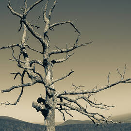 Lone  Bare Tree Split Tone by David Fountain
