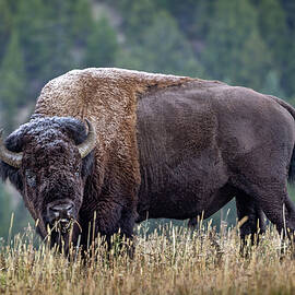 Lone Bison by Richard DeYoung