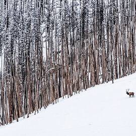 Lone Bull by Alden Ballard