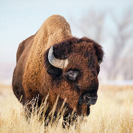 Lone Bull by Jon Snyder