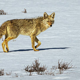 Lone Coyote on the Flat by Mike Lee