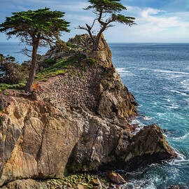 Lone Cypress Cove, Monterey, California - Vertical by Abbie Matthews