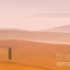 Tuscany - Lone cypress tree on Misty morning, Val d'orcia, Tuscany, Italy by Neale And Judith Clark