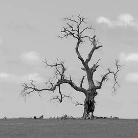 Lone Oak, California by KJ Swan