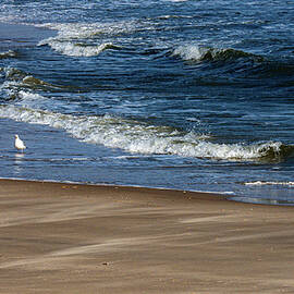 Lone Sea Gull on the beach, LBI, New Jersey by Louis Dallara