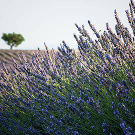 Lone Tree and the Lavender Field Provence by Charnwood Photography Fine Art