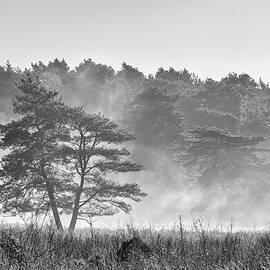 Lone Tree in the Mist by Shirley Mitchell