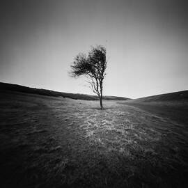 Lone tree by Will Gudgeon