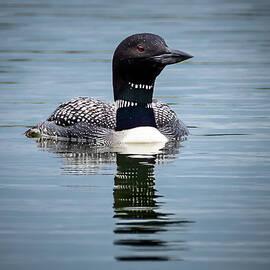 Lonely Loon by Matt Halvorson