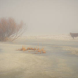 Loner in the Fog by Mike Lee