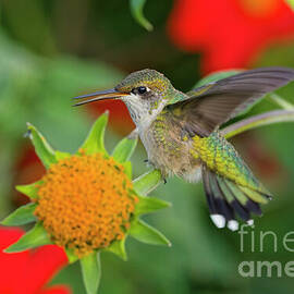 Longfellow Humminbird 2 2025 by Natural Focal Point Photography