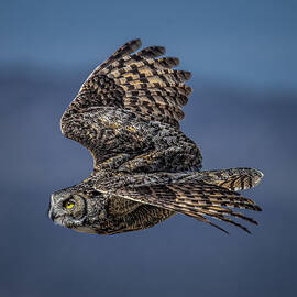 Look and Listen by Tim Lyden