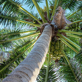 Looking Up Coconut Palm by Laura Fasulo