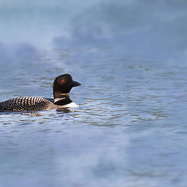 Loon 8B by Sally Fuller
