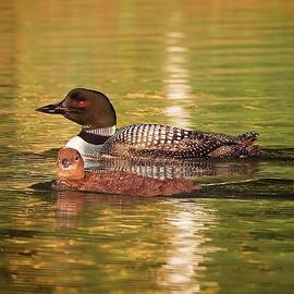 Loon and loonlet, Norway, Maine 2 by Steven Ralser