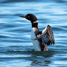 Loon by Matt Halvorson