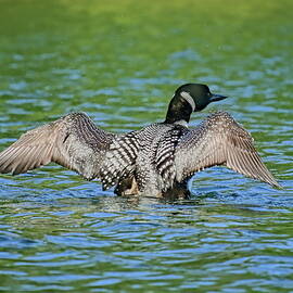 Loon Shaking by Dale Kauzlaric