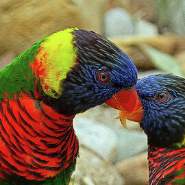 Lorikeet Love