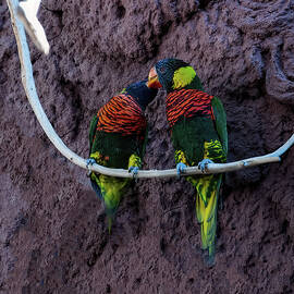 lorikeets kissing by Flees Photos