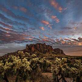 Lost Dutchman Chollas by Matt Halvorson