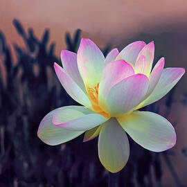 Lotus Afloat by Jessica Jenney