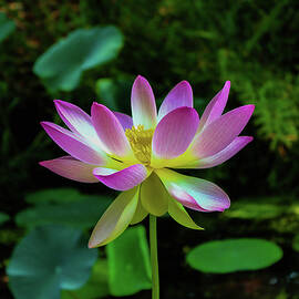 Lotus Flower 2 by Cindy Robinson