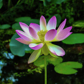 Lotus Flower by Cindy Robinson