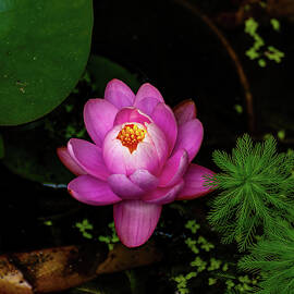 Lotus Flower by Flees Photos