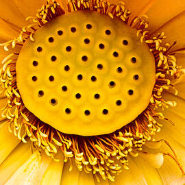 Lotus Flower by Travel Essayist