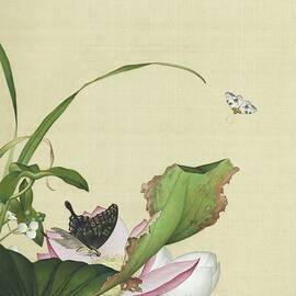 Lotuses, arrowhead and butterflies - Chinese flower paintings by Giuseppe Castiglione by Giuseppe Castiglione Lang Shining