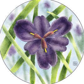 Louisiana Iris Flower by Snow Iris Studio